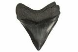 Fossil Megalodon Tooth - South Carolina #332070-1